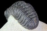 Bargain, Morocops Trilobite - Visible Eye Facets #119620-1